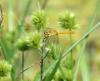 Sympetrum meridionale